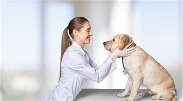 A hiperplasia prostática benigna apresenta alta incidência em cães.